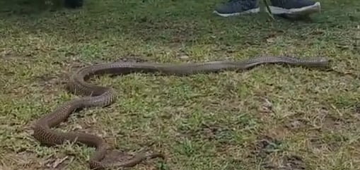 3 அடி உடும்பை விழுங்கி ஜீரணமாகாமல் கக்கிய நாகப்பாம்பு.. இணையத்தில் வைரலாகும் வீடியோ!