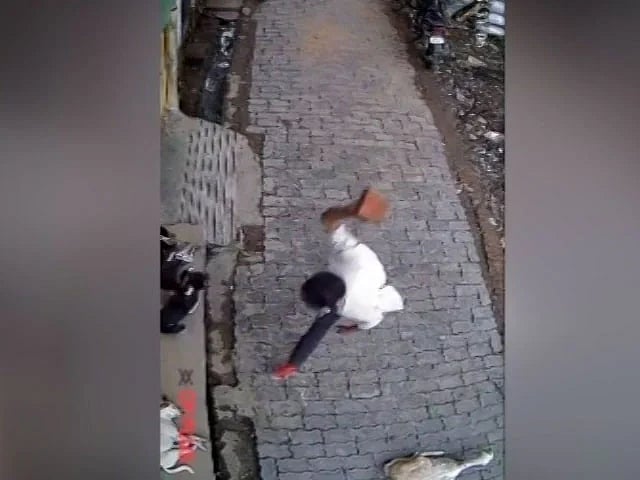 குரைத்துக் கொண்டே இருந்த நாய்.. கல்லால் அடித்து கொலை செய்த கொடூர வாலிபர்!