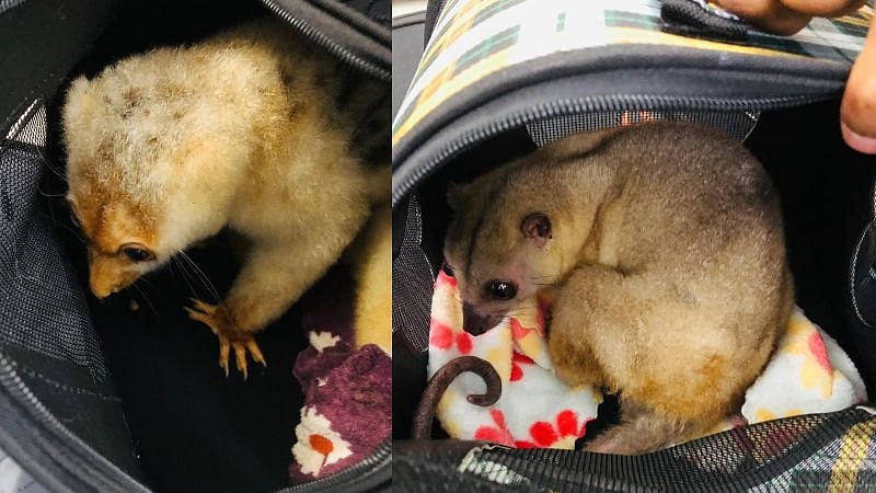 லக்கேஜ்ஜில் வைத்து அரியவகை விலங்குகள் கடத்தல்: பரபரப்பை கிளப்பிய சென்னை பயணி; ஏர்போர்ட்டில் நடந்தது என்ன?