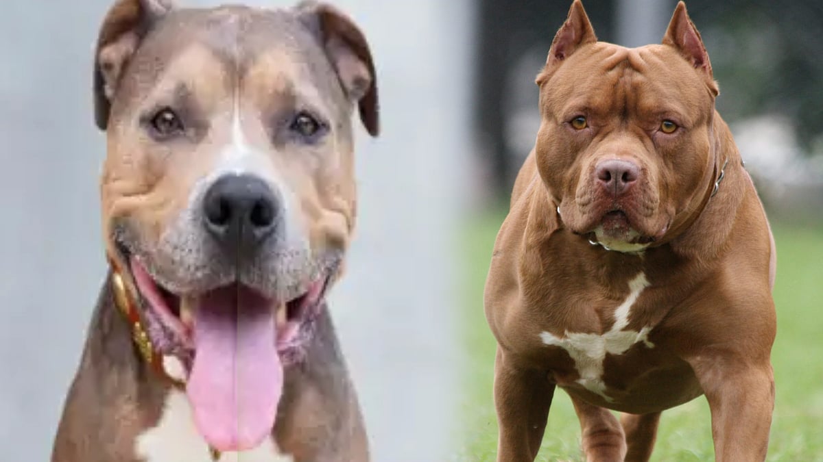 பிட்புல் நாய் கடித்து 2 குழந்தைகள் மருத்துவமனையில் அனுமதி.. பெண்ணுக்கு 50 தையல்கள் -அரியானாவில் அதிர்ச்சி