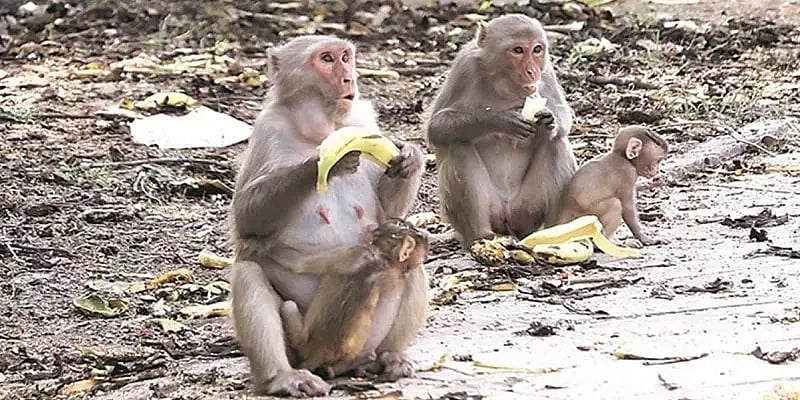 குரங்குகளுக்கு 32 ஏக்கர் நிலத்தை எழுதி வைத்த கிராம மக்கள்.. இதுதான் காரணமாம் ! - மகாராஷ்டிராவில் விநோதம்!