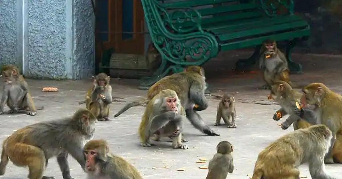 32 ஏக்கர் நிலத்தை குரங்குகளுக்கு எழுதிக் கொடுத்த ஆச்சரிய கிராமம்.. இந்தியாவில் எங்கு உள்ளது இந்த கிராமம்?