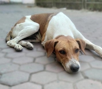 குரைத்துக் கொண்டே இருந்த நாய்.. கல்லால் அடித்து கொலை செய்த கொடூர வாலிபர்!