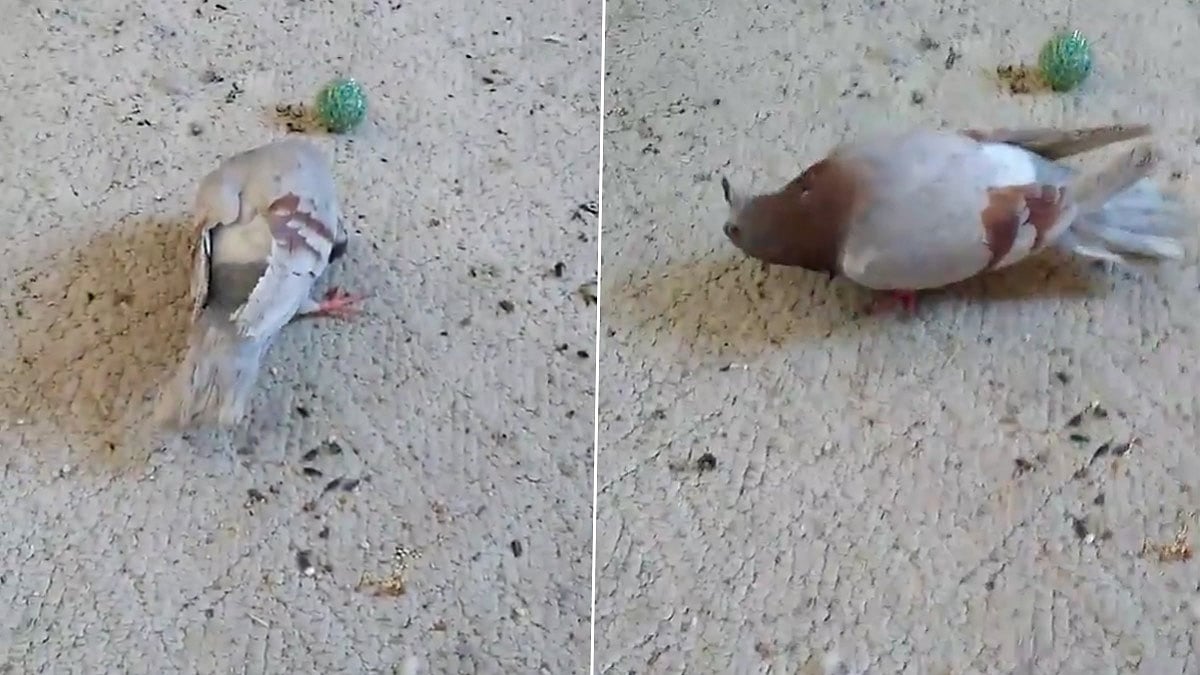 தலை திரும்பிய நிலையில் செத்து விழும் Zombie புறாக்கள்.. மனிதர்களுக்கு பரவுமா? பீதியில் இங்கிலாந்து மக்கள்