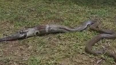 3 அடி உடும்பை விழுங்கி ஜீரணமாகாமல் கக்கிய நாகப்பாம்பு.. இணையத்தில் வைரலாகும் வீடியோ!