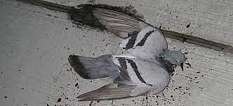 தலை திரும்பிய நிலையில் செத்து விழும் Zombie புறாக்கள்.. மனிதர்களுக்கு பரவுமா? பீதியில் இங்கிலாந்து மக்கள்