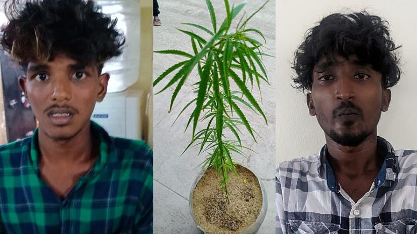 வீட்டின் மொட்டை மாடியில் கஞ்சா செடி வளர்த்த இளைஞர்கள்.. 2 பேரை கைது செய்த போலிஸ்!