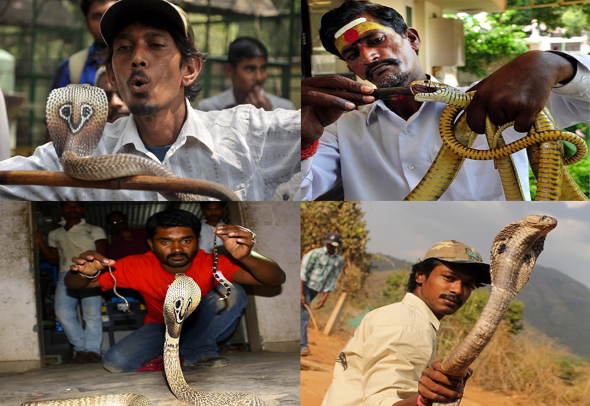 LIKES ஆசையில் விபரீதம்.. பாம்பு மீட்பு ஆர்வலர்களுக்கும், பாம்பு நல ஆர்வலர்களுக்கும் இது தெரியுமா ?