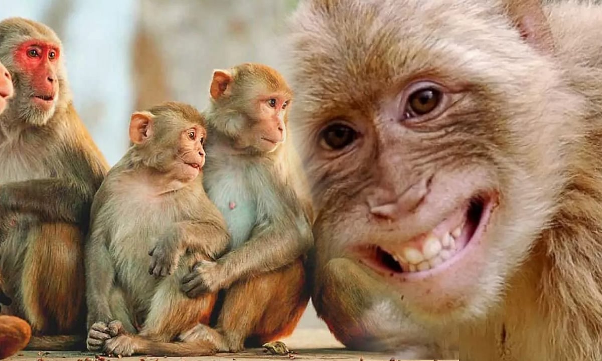 குரங்குகளுக்கு 32 ஏக்கர் நிலத்தை எழுதி வைத்த கிராம மக்கள்.. இதுதான் காரணமாம் ! - மகாராஷ்டிராவில் விநோதம்!