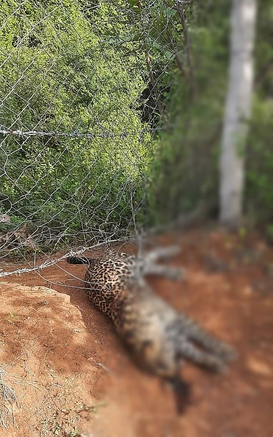 மின் வேலியில் சிக்கி சிறுத்தை உயிரிழந்த விவகாரம்: OPS மகனின் தோட்ட மேலாளர்கள் கைது - வனத்துறையினர் அதிரடி