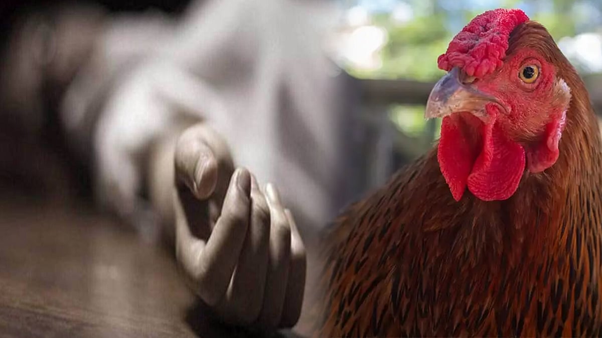 பறந்துசென்ற கோழி.. பிடிக்கமுயன்று பள்ளத்தில் விழுந்து முதியவர் பலி.. மூடநம்பிக்கையால் நேர்ந்த சோகம் !  