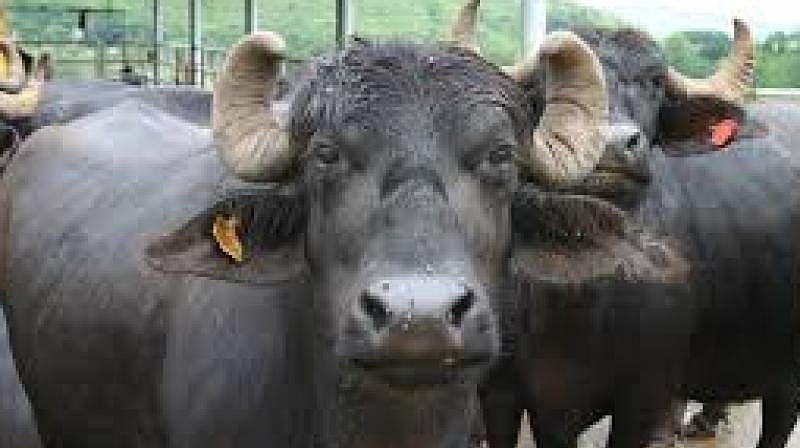 எருமைக்கு பாலியல் வன்கொடுமை.. இளைஞரை அடித்து உதைத்த பொதுமக்கள்.. மகாராஷ்டிராவில் அதிர்ச்சி !