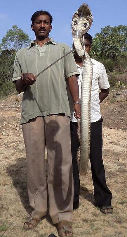 LIKES ஆசையில் விபரீதம்.. பாம்பு மீட்பு ஆர்வலர்களுக்கும், பாம்பு நல ஆர்வலர்களுக்கும் இது தெரியுமா  ? 