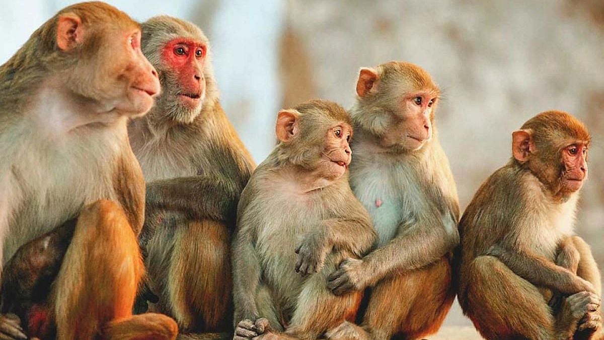 32 ஏக்கர் நிலத்தை குரங்குகளுக்கு எழுதிக் கொடுத்த ஆச்சரிய கிராமம்.. இந்தியாவில் எங்கு உள்ளது இந்த கிராமம்?