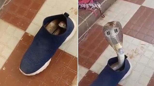 ஷூ-விற்குள் இருந்து எட்டிப்பார்த்த நாகப் பாம்பு.. பதறியடித்து ஓடிய வாலிபர்: இணையத்தில் வைரலாகும் வீடியோ!