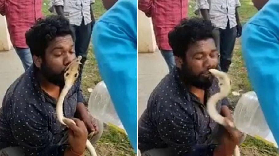 முத்தமிட சென்ற பாம்புப்பிடி வீரரின் உதட்டைக் கடித்த நாகப்பாம்பு.. அதிர்ச்சி வீடியோ!