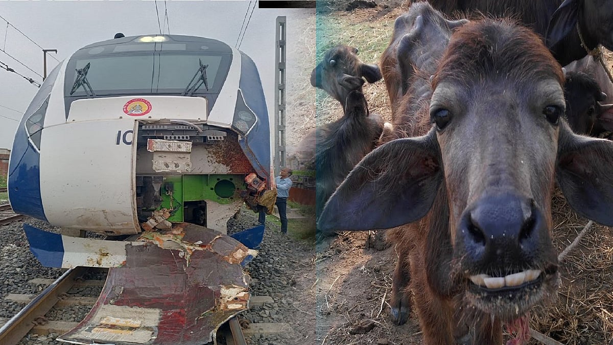 எருமைகள் மோதியதில் உடைந்து விழுந்த ரயிலின் முன்பகுதி.. புதிய 'வந்தே பாரத்' ரயிலுக்கு வந்த சோதனை ! 