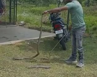 3 அடி உடும்பை விழுங்கி ஜீரணமாகாமல் கக்கிய நாகப்பாம்பு.. இணையத்தில் வைரலாகும் வீடியோ!