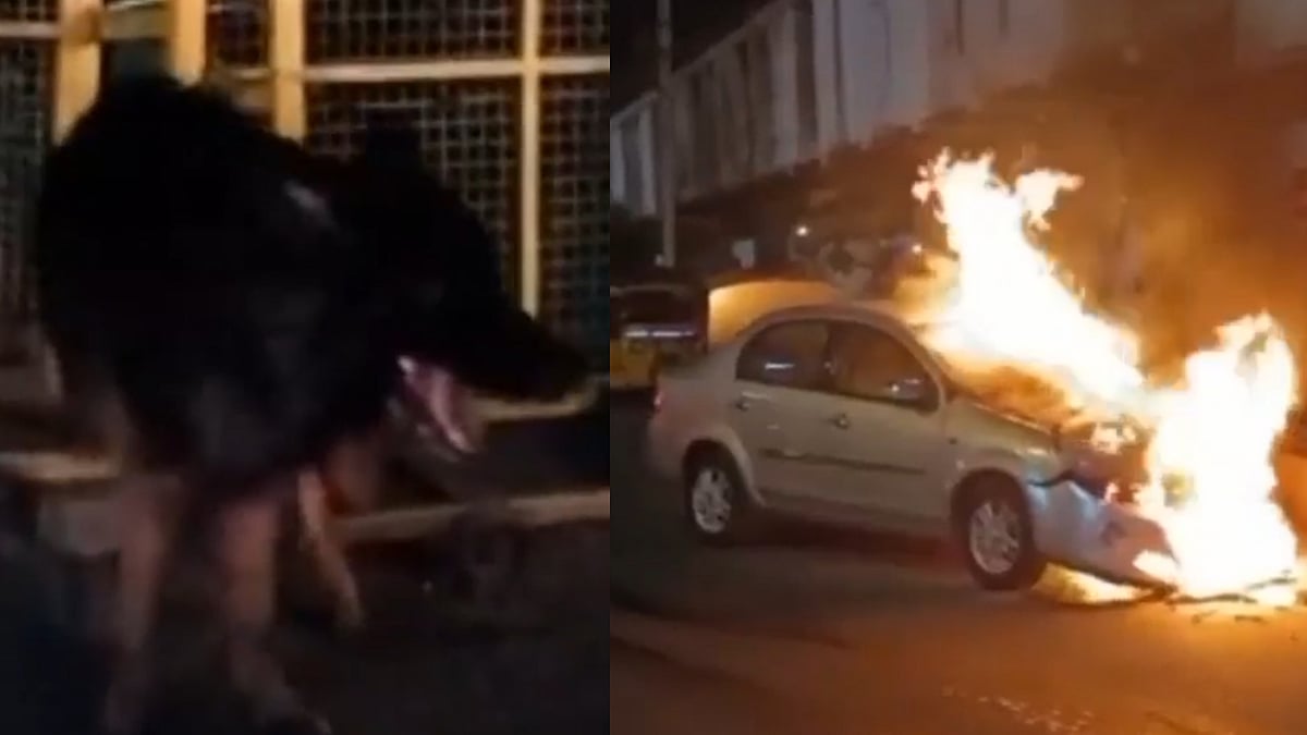 திடீரென தீப்பற்றிய சொகுசு கார்.. முன்னரே உணர்ந்து உரிமையாளரை காப்பாற்றிய வளர்ப்பு நாய்!கரூரில் நெகிழ்ச்சி