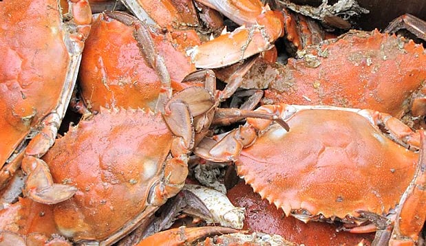 மகளை கடித்த நண்டு.. பழிவாங்க உயிருடன் கடித்துச் சாப்பிட்ட தந்தைக்கு நடந்த விபரீதம்!