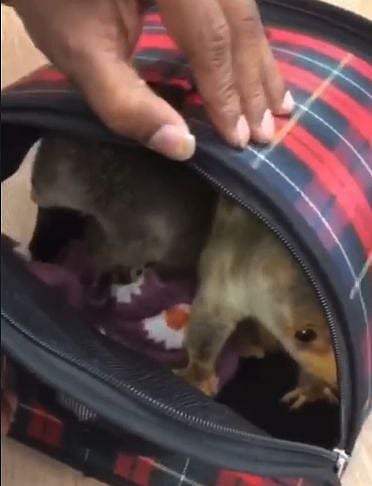 லக்கேஜ்ஜில் வைத்து அரியவகை விலங்குகள் கடத்தல்: பரபரப்பை கிளப்பிய சென்னை பயணி; ஏர்போர்ட்டில் நடந்தது என்ன?