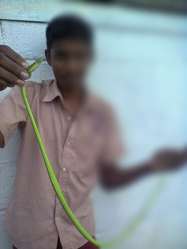 LIKES ஆசையில் விபரீதம்.. பாம்பு மீட்பு ஆர்வலர்களுக்கும், பாம்பு நல ஆர்வலர்களுக்கும் இது தெரியுமா ?