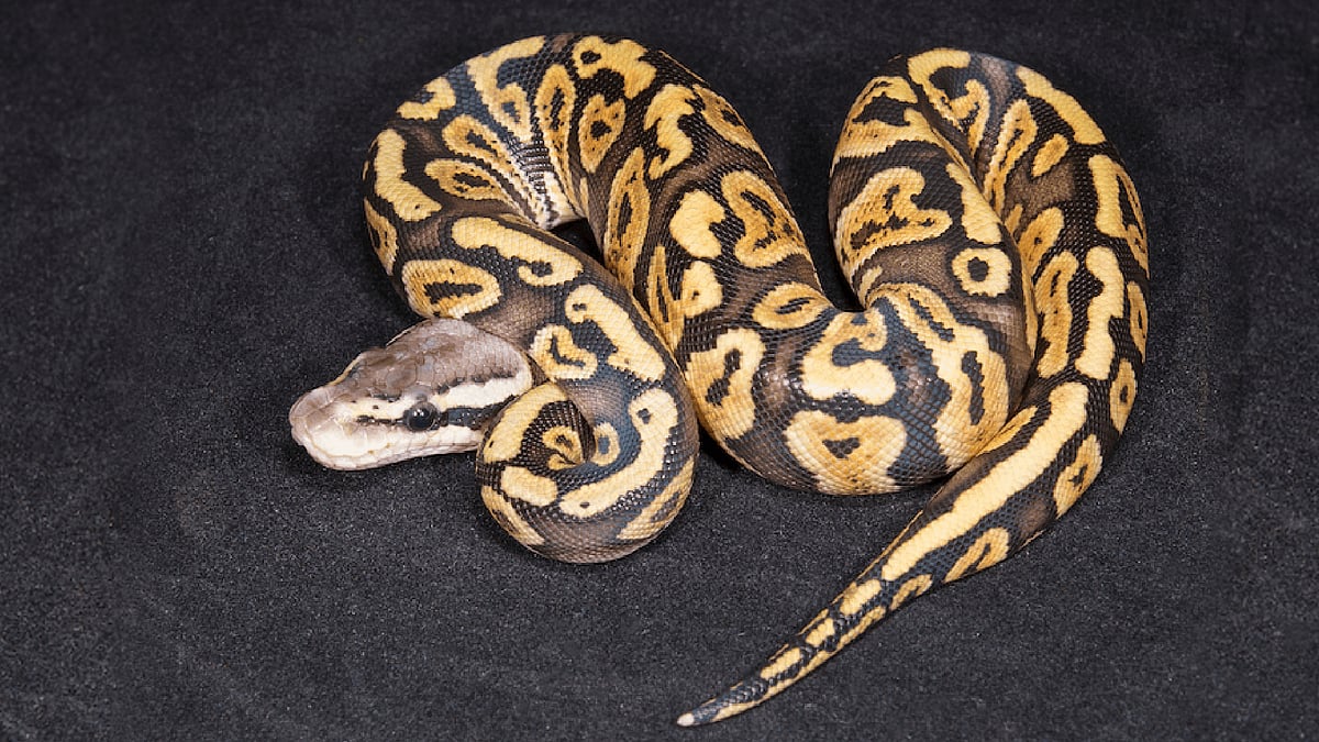 "என் மலைப்பாம்பை காணோம்.. கண்டுபிடிச்சு கொடுங்க.." பெண்ணின் புகாரால் தனிப்படை அமைத்து தேடி வரும் போலிசார்