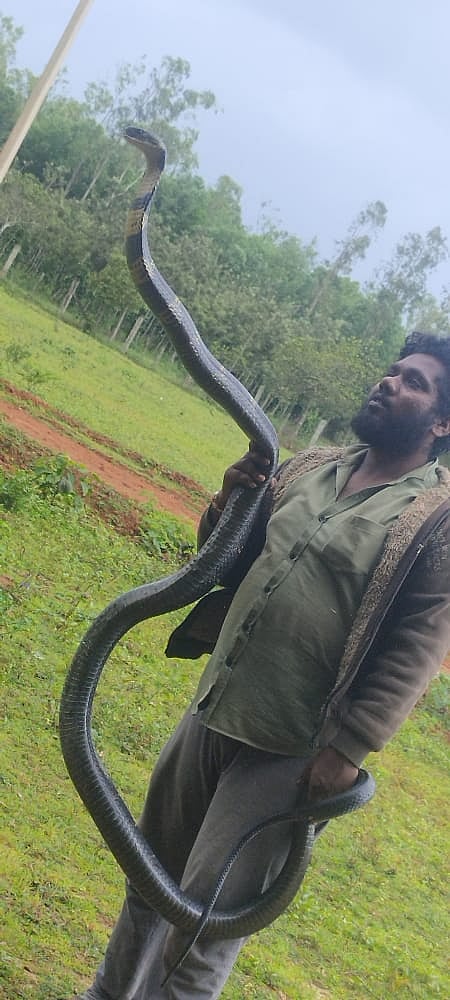 முத்தமிட சென்ற பாம்புப்பிடி வீரரின் உதட்டைக் கடித்த நாகப்பாம்பு.. அதிர்ச்சி வீடியோ!