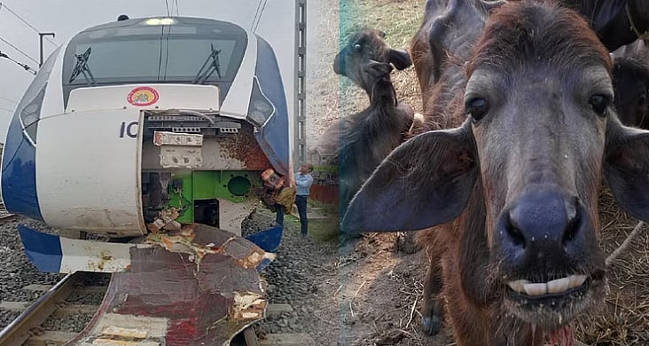 எருமை ஏன் அங்கே வந்தது? : உரிமையாளர்களின் மீது வழக்குப்பதிவு - வந்தே பாரத் ரயில் விவாகரத்தில் நடவடிக்கை!