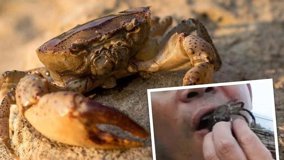 மகளை கடித்த நண்டு.. பழிவாங்க உயிருடன் கடித்துச் சாப்பிட்ட தந்தைக்கு நடந்த விபரீதம்!