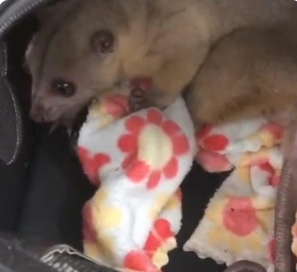 லக்கேஜ்ஜில் வைத்து அரியவகை விலங்குகள் கடத்தல்: பரபரப்பை கிளப்பிய சென்னை பயணி; ஏர்போர்ட்டில் நடந்தது என்ன?