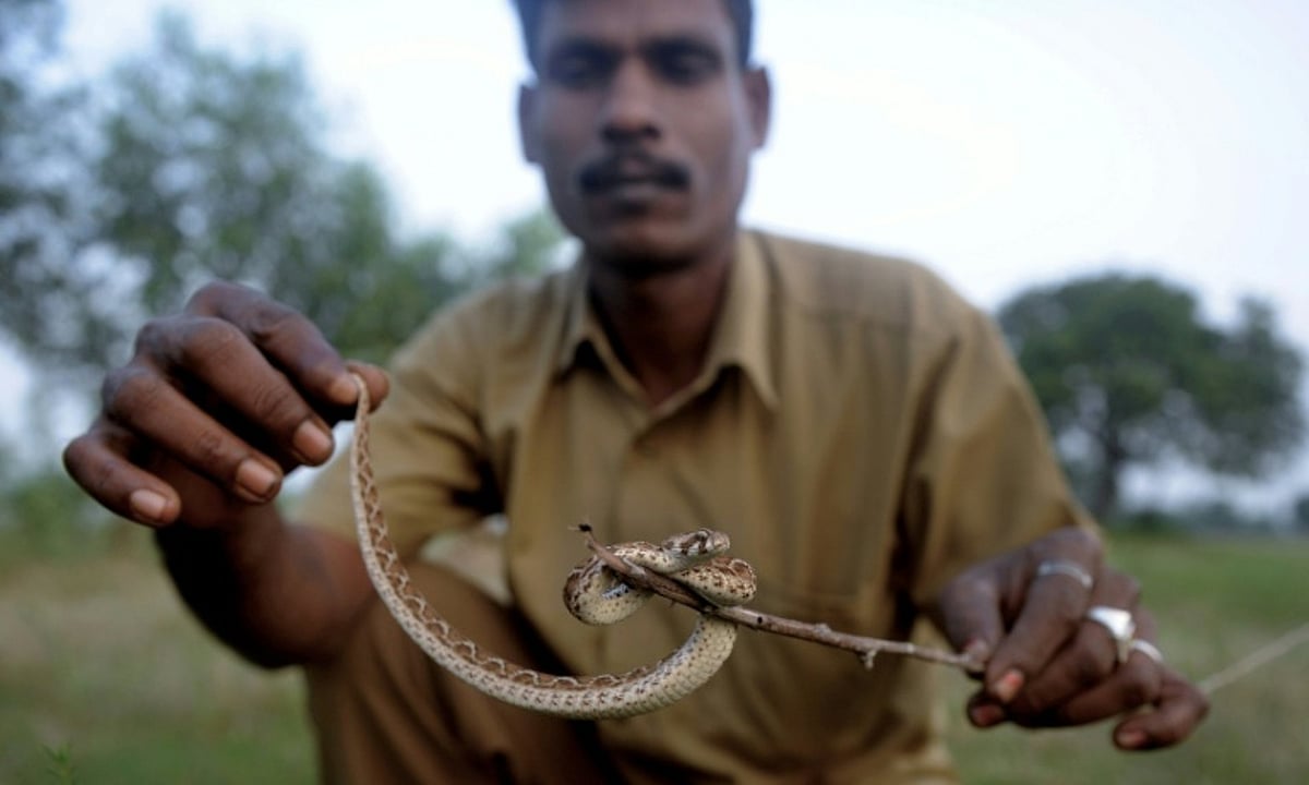 LIKES ஆசையில் விபரீதம்.. பாம்பு மீட்பு ஆர்வலர்களுக்கும், பாம்பு நல ஆர்வலர்களுக்கும் இது தெரியுமா ?