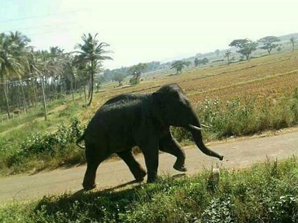 “வித்தியாசமான குணாதிசயங்கள்.. வீடுகளை இடித்து அரிசி சாப்பிட்டும் காட்டுயானை” : யார் இந்த அரிசி ராஜா ?