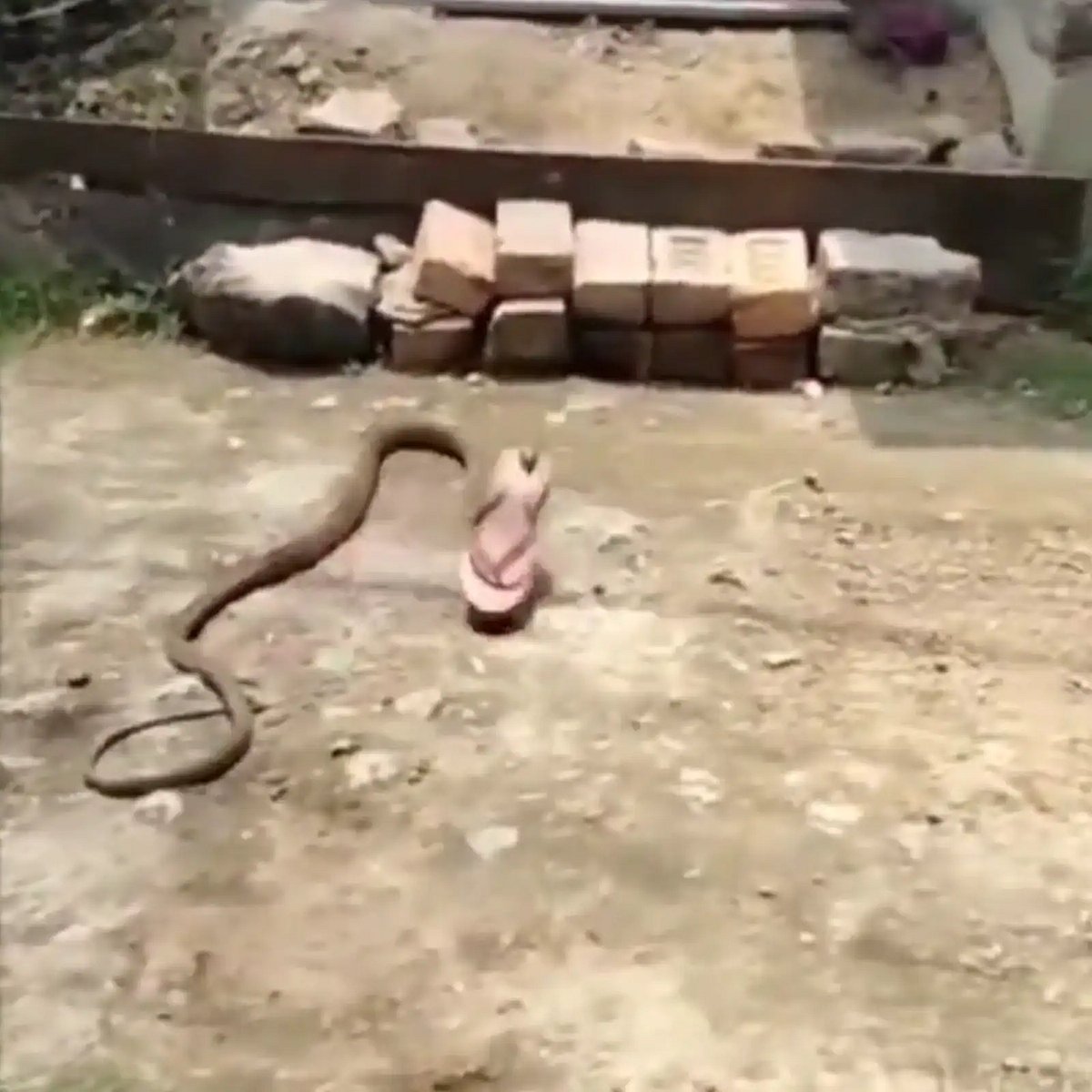 பெண்ணின் செருப்பை கவ்வி கொண்டு போன பாம்பு.. இணையத்தில் வைரலாகும் வீடியோ - வனத்துறை அதிகாரி கிண்டல் !