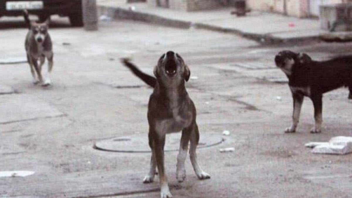 சிசுவின் உடலை கவ்விக்கொண்டு ஓடிய நாய்.. பதறிய பொதுமக்கள்.. ராஜஸ்தான் மாநில அரசு மருத்துவமனையின் அவலம் !