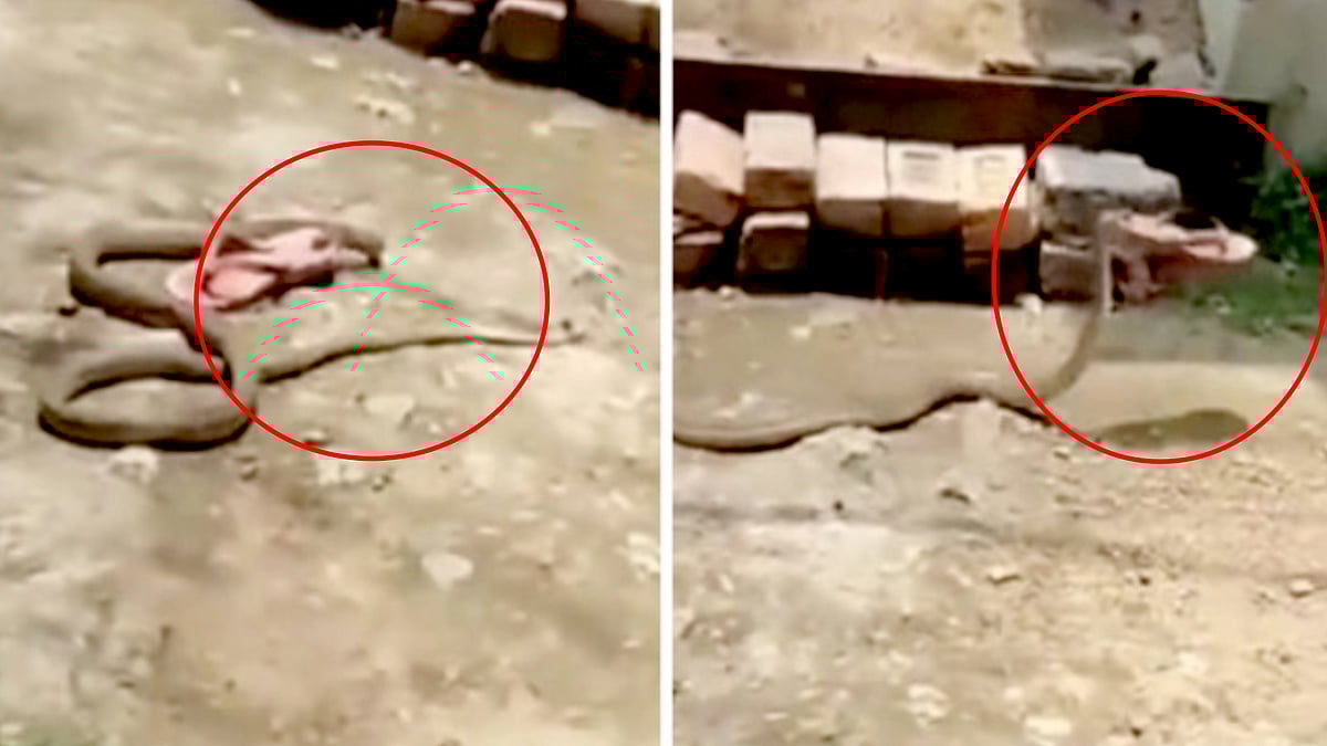 பெண்ணின் செருப்பை கவ்வி கொண்டு போன பாம்பு.. இணையத்தில் வைரலாகும் வீடியோ - வனத்துறை அதிகாரி கிண்டல் !