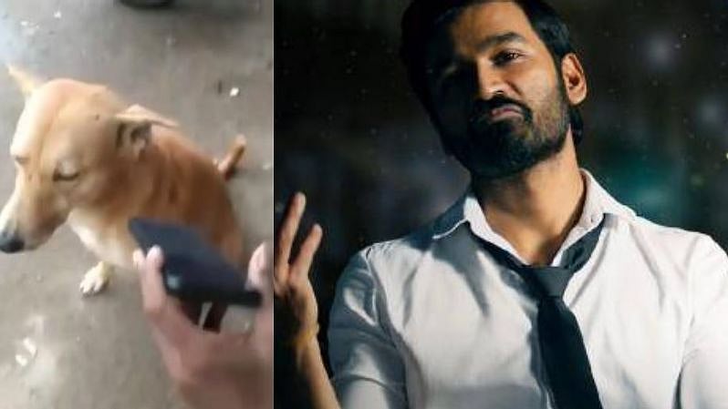 எந்த வேலையும் செய்யாமல் தனுஷ் பாட்டை மட்டுமே கேட்கும் நாய் : உரிமையாளரின் வேடிக்கையான வேதனை !