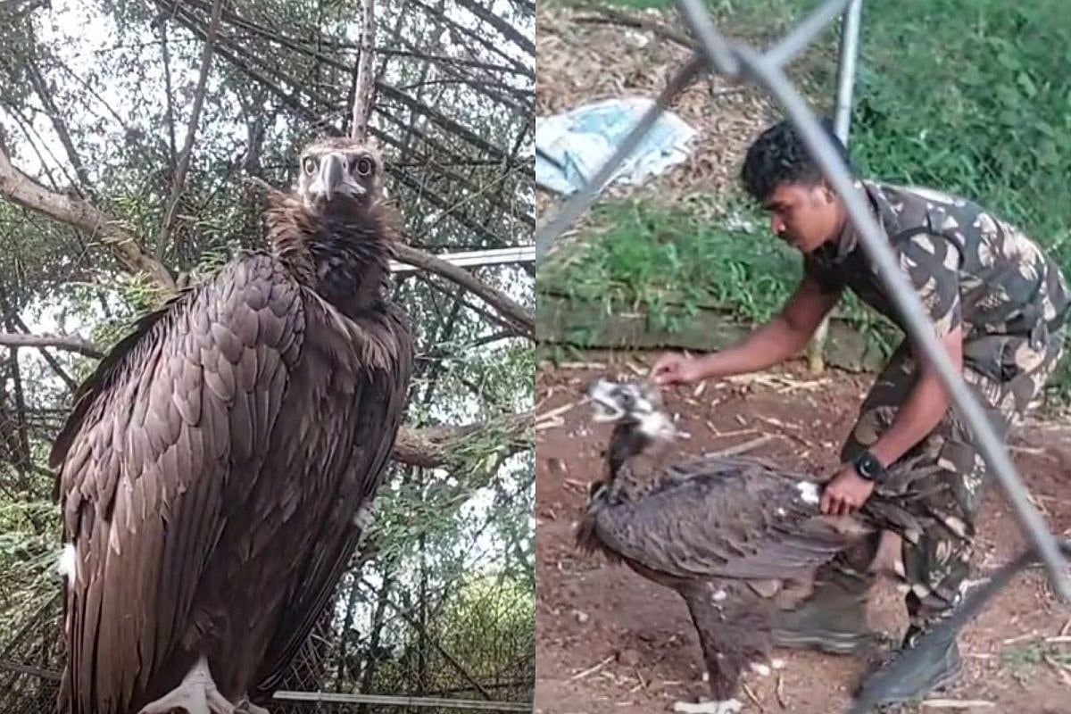 திசைமாறிய சோகம்.. 5 வருடத்திற்கு பிறகு தாய் வீடு திரும்பும் ‘சினேரியஸ் கழுகு’ : தமிழக வனத்துறை அசத்தல்!