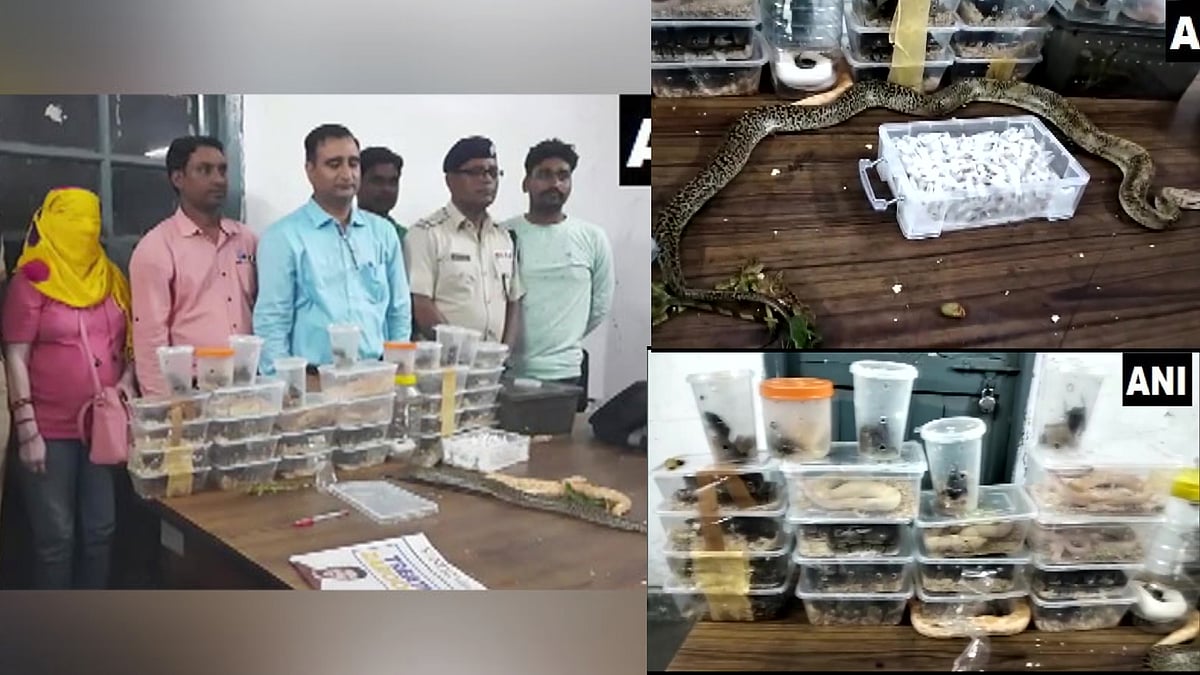 28 வெளிநாட்டு விஷ பாம்புகளை இரயிலில் கடத்திய பெண்.. பிடிபட்டது எப்படி ? - ஜார்கண்டில் பரபரப்பு !