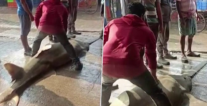 வலையில் சிக்கிய 550 கிலோ எடை கொண்ட அரியவகை மீன்: ஒரே இரவில் மீனவருக்கு அடித்த லக்கி ப்ரைஸ் என்ன தெரியுமா?