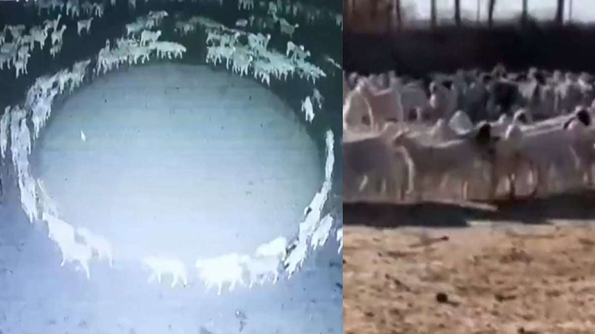 10 நாட்கள் ஒரே இடத்தில் வட்டமடித்த ஆடுகள்.. வெளியான அதிர்ச்சி CCTV வீடியோ.. ஆய்வாளர்கள் வியப்பு !