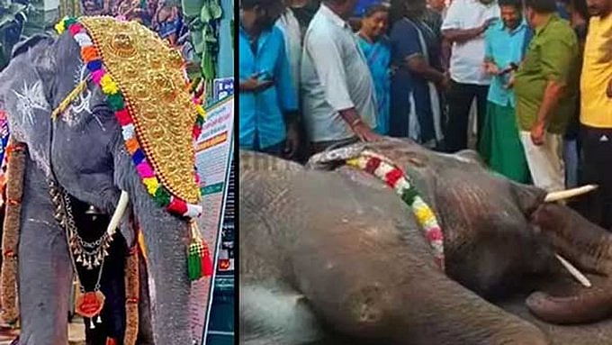 “நடைபயிற்சிக்கு செல்லும் போது சுருண்டு விழுந்து உயிரிழந்த கோவில் யானை”: கண்ணீர் மல்க மக்கள் அஞ்சலி! Video