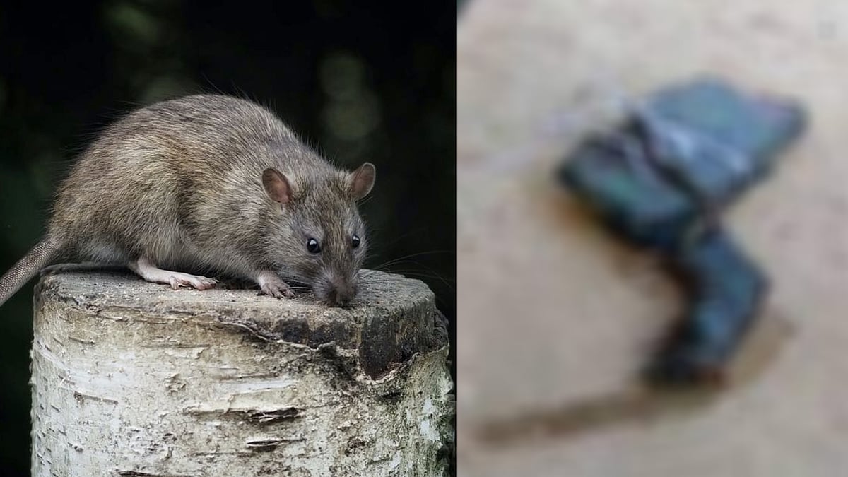 உடற்கூறாய்வுக்கு அனுப்பப்பட்ட எலியின் உடல்.. கொன்றவர் மீது FIR.. உ.பியை விடாமல் துரத்தும் எலி பஞ்சாயத்து!