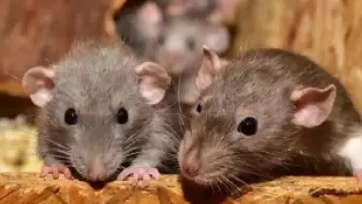 உடற்கூறாய்வுக்கு அனுப்பப்பட்ட எலியின் உடல்.. கொன்றவர் மீது FIR.. உ.பியை விடாமல் துரத்தும் எலி பஞ்சாயத்து!