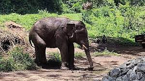 “வித்தியாசமான குணாதிசயங்கள்.. வீடுகளை இடித்து அரிசி சாப்பிட்டும் காட்டுயானை” : யார் இந்த அரிசி ராஜா ?