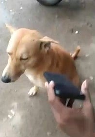 எந்த வேலையும் செய்யாமல் தனுஷ் பாட்டை மட்டுமே கேட்கும் நாய் : உரிமையாளரின் வேடிக்கையான வேதனை !