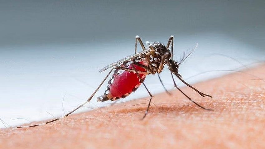 ஒரு கொசுவால் ஒரு மாதம் கோமா.. 30 அறுவை சிகிச்சைகள்: உலகையே அதிர்ச்சிக்குள்ளாக்கிய சம்பவம்!