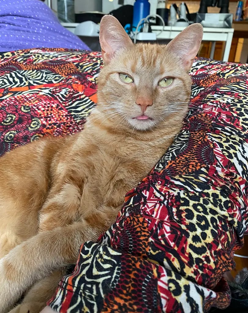 விமான நிலையத்துக்கு வந்த சூட்கேஸ்.. ஸ்கேன் செய்துபார்த்து அதிர்ந்த அதிகாரிகள்.. நடந்தது என்ன ?