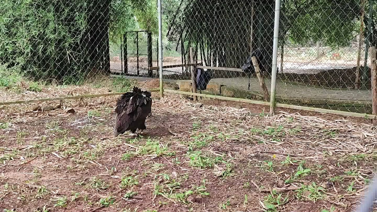 திசைமாறிய சோகம்.. 5 வருடத்திற்கு பிறகு தாய் வீடு திரும்பும் ‘சினேரியஸ் கழுகு’ : தமிழக வனத்துறை அசத்தல்!