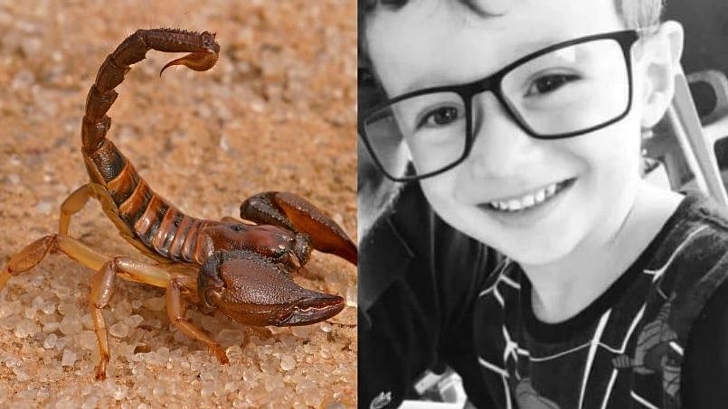 தேள் கொட்டியதால் 7 முறை  மாரடைப்பு.. ஷூ போடும் போது 7 வயது சிறுவனுக்கு நேர்ந்த பரிதாபம்!